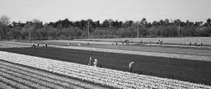 胎内市チューリップフェスティバル